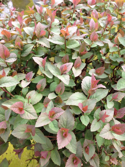 Double Play® Blue Kazoo® Spirea (Spiraea)