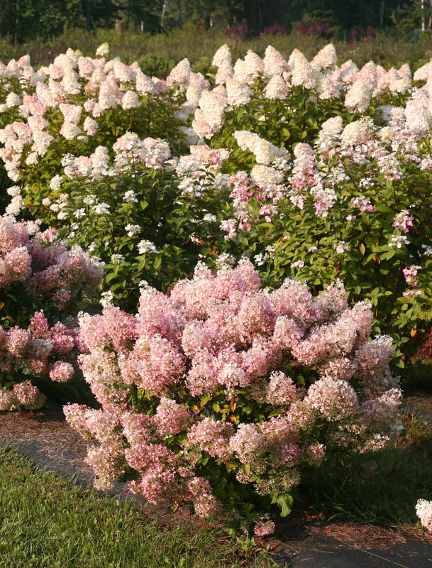 Bobo® Hardy Hydrangea (Paniculata)