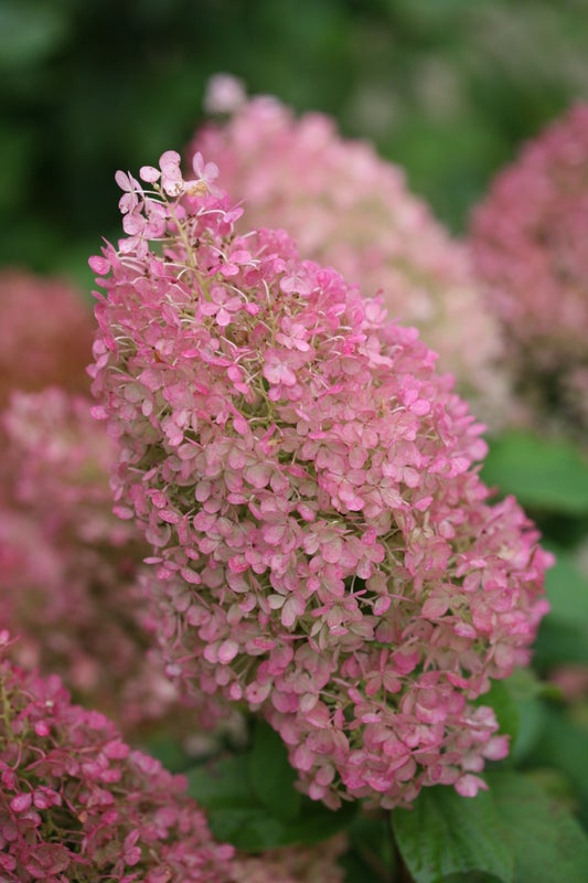 Bobo® Hardy Hydrangea (Paniculata)