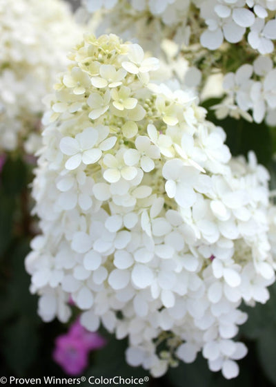 Bobo® Hardy Hydrangea (Paniculata)