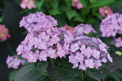 Let's Dance Can Do!® Reblooming Hydrangea (Macrophylla x Serrata)