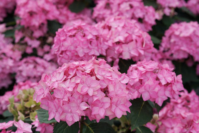 Let's Dance Can Do!® Reblooming Hydrangea (Macrophylla x Serrata)