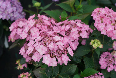 Let's Dance Can Do!® Reblooming Hydrangea (Macrophylla x Serrata)