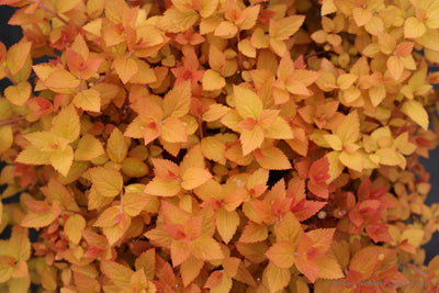 Double Play® Candy Corn® Spirea (Spiraea)