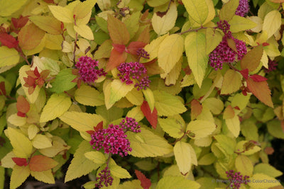 Double Play® Candy Corn® Spirea (Spiraea)