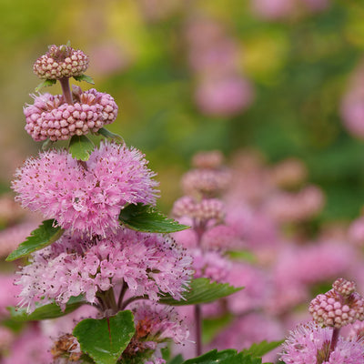 Beyond Pink'd™ Bluebeard (Caryopteris)