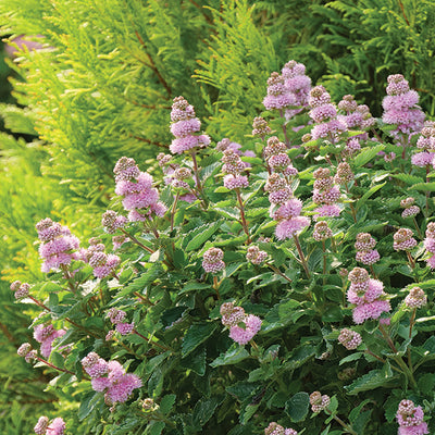 Beyond Pink'd™ Bluebeard (Caryopteris)