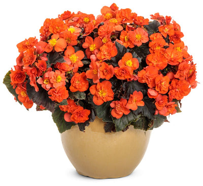 Solenia® Chocolate Orange (Begonia hybrid) - New Proven Winners® Variety 2024