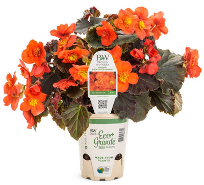 Solenia® Chocolate Orange (Begonia hybrid) - New Proven Winners® Variety 2024