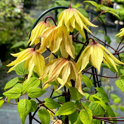 Funyella™ (Clematis) - New Proven Winners® Variety 2025