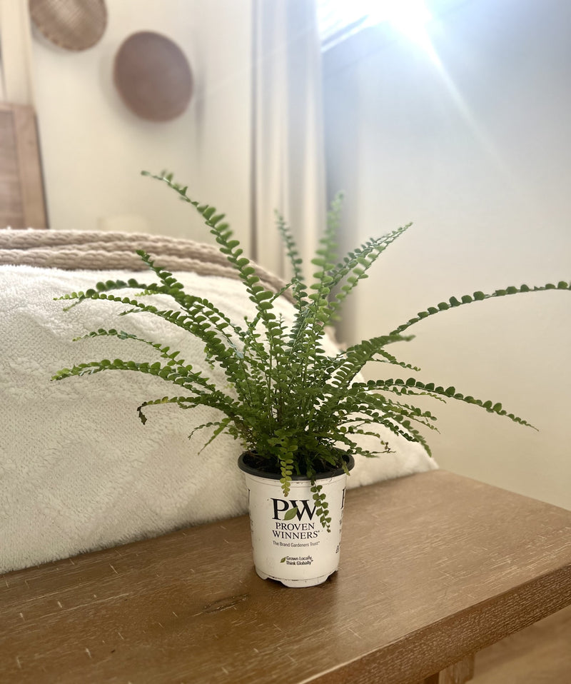 leafjoy littles™ Cute as a Button™ Fern (Nephrolepis cordifolia) - New Proven Winners® Product 2024