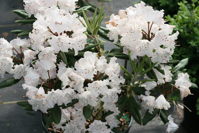 Dandy Man Color Wheel® (Rhododendron hybrid)