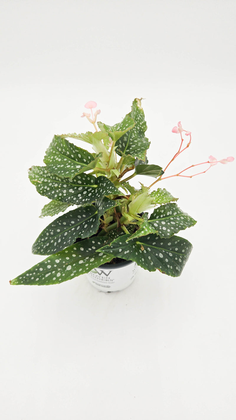 leafjoy littles™ Bold Belles™ Dappled Morning™ Angel Wing Begonia (Begonia maculata)