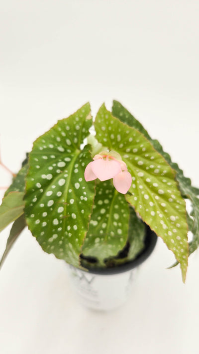 leafjoy littles™ Bold Belles™ Dappled Morning™ Angel Wing Begonia (Begonia maculata)