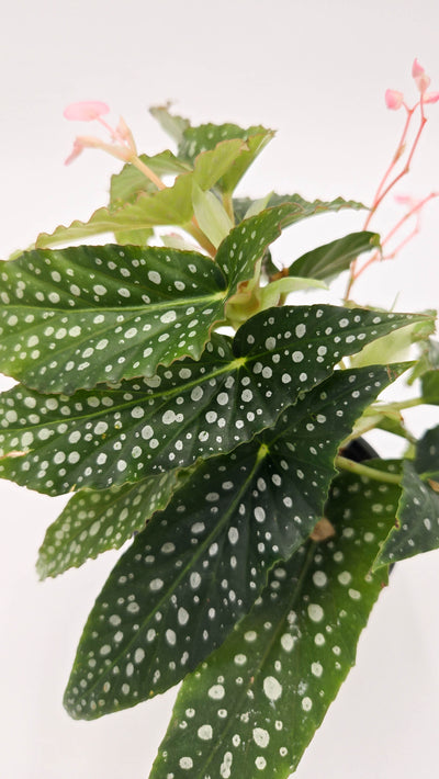 leafjoy littles™ Bold Belles™ Dappled Morning™ Angel Wing Begonia (Begonia maculata)