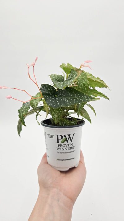 leafjoy littles™ Bold Belles™ Dappled Morning™ Angel Wing Begonia (Begonia maculata)