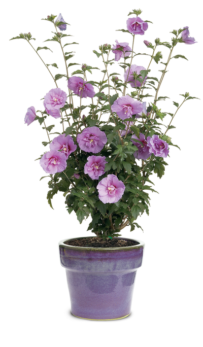 Dark Lavender Chiffon® Rose of Sharon (Hibiscus)