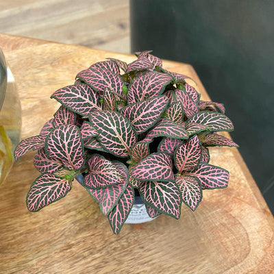 leafjoy littles™ Network News™ Daytime™ Nerve Plant (Fittonia albivenis) - New Proven Winners® Product 2024