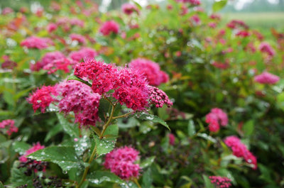 Double Play Doozie® Spirea (Spiraea hybrid)