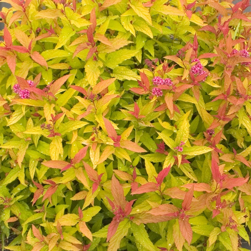 Double Play® Gold Spirea (Spiraea)