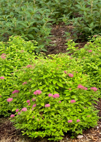 Double Play® Gold Spirea (Spiraea)