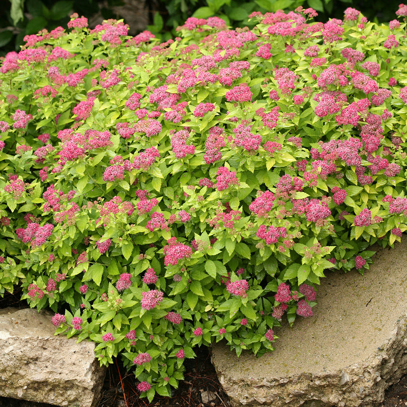 Double Play® Gold Spirea (Spiraea)