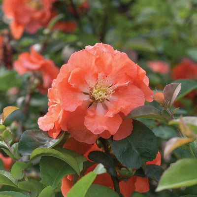 Double Take® Peach Quince (Chaenomeles speciosa)