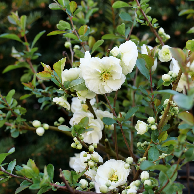 Double Take Eternal White® Quince (Chaenomeles speciosa)