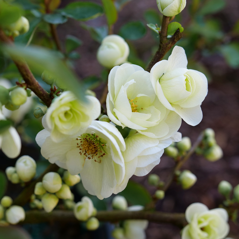 Double Take Eternal White® Quince (Chaenomeles speciosa)