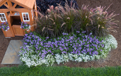 Supertunia® Bordeaux™ (Petunia hybrid)