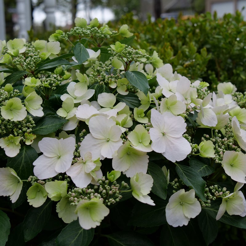 Fairytrail Bride® Cascade Hydrangea (Hydrangea hybrid)