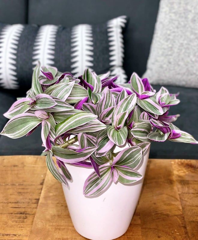 leafjoy littles™ New Vogue™ Feeling Flirty™ Purple Spiderwort (Tradescantia hybrid) - New Proven Winners® Product 2024