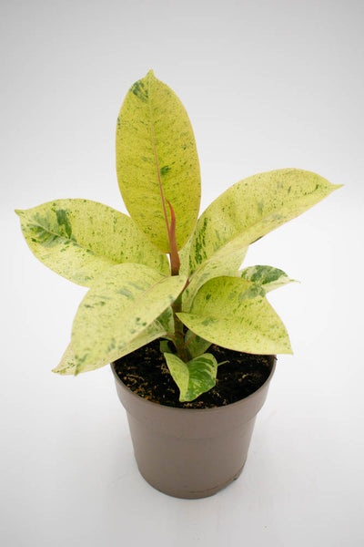 Chroma® Ghost Rider™ Rubber Plant (Ficus elastica)