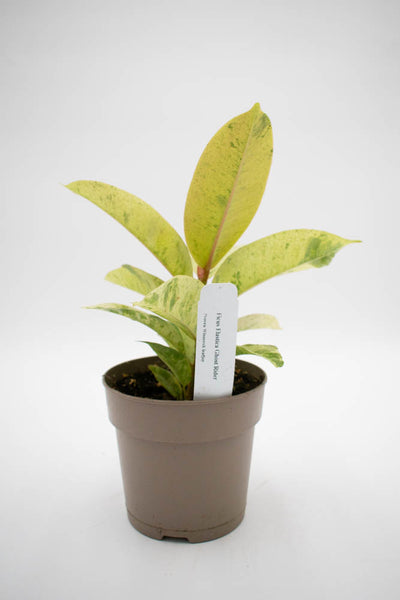 Chroma® Ghost Rider™ Rubber Plant (Ficus elastica)