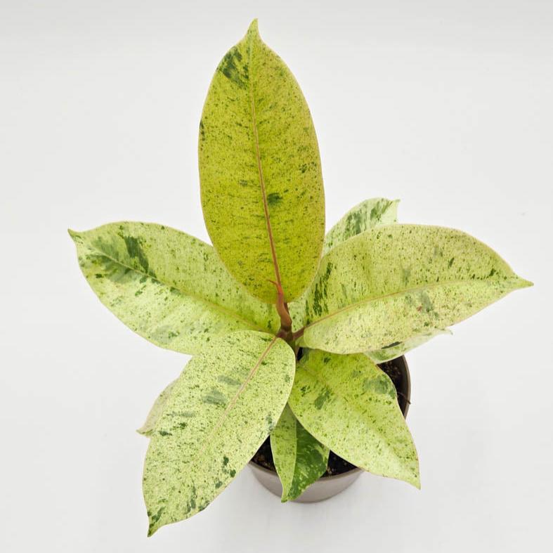 Chroma® Ghost Rider™ Rubber Plant (Ficus elastica)