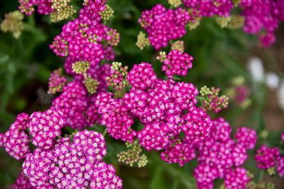 'Firefly Fucshia' Yarrow (Achillea hybrid) - New Proven Winners® Variety 2025