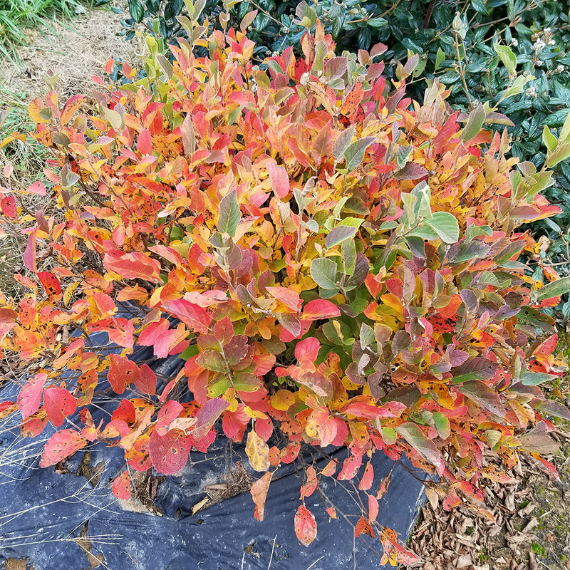 Legend of the Small® Bottlebrush (Fothergilla hybrid)