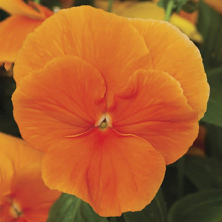 Proven Selections® Clear Orange Pansy (Viola wittrockiana)