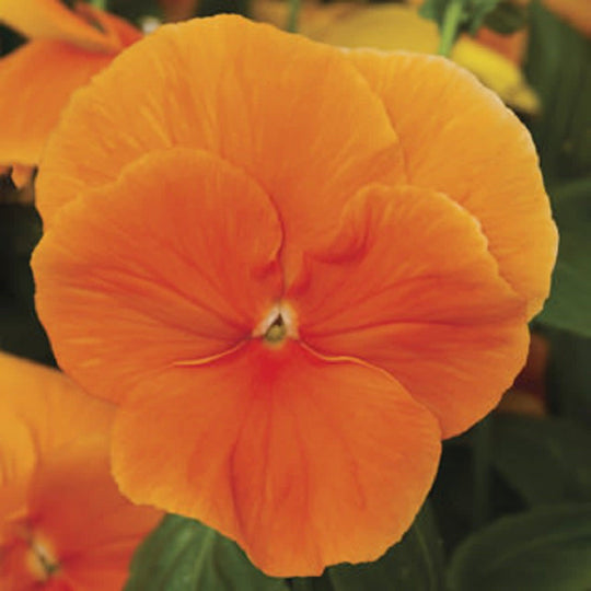 Proven Selections® Clear Orange Pansy (Viola wittrockiana)