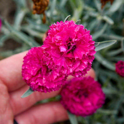 Fruit Punch® 'Funky Fuchsia' Pinks (Dianthus hybrid)