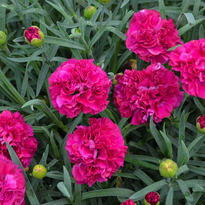 Fruit Punch® 'Funky Fuchsia' Pinks (Dianthus hybrid)