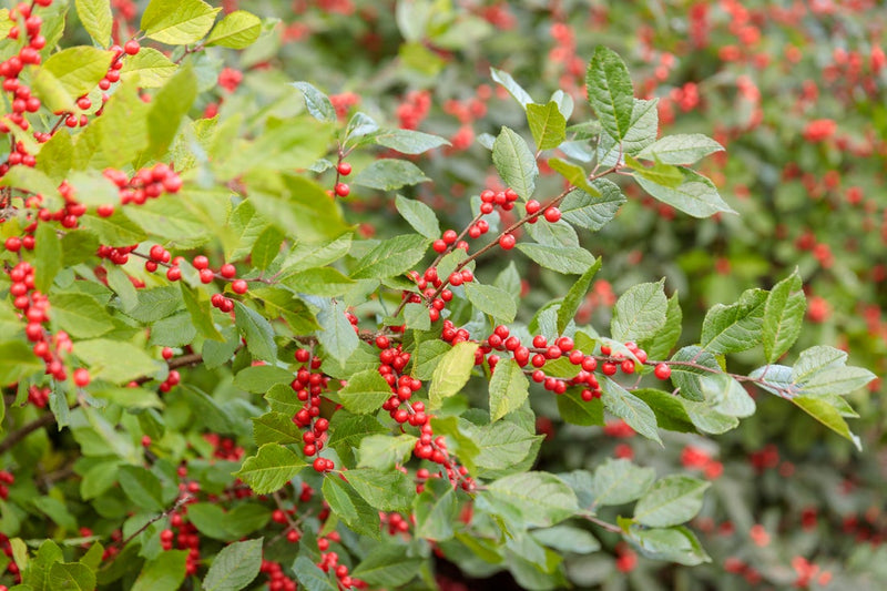 Berry Heavy Winterberry (Ilex)