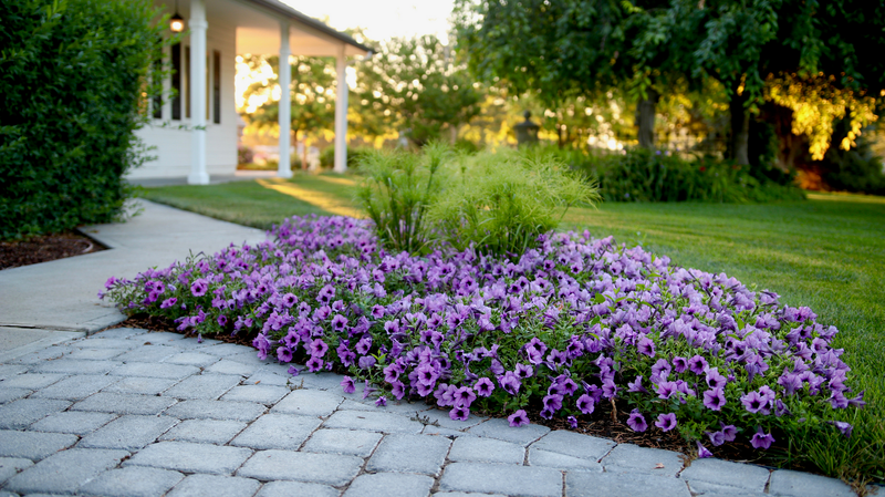 Supertunia® Bordeaux™ (Petunia hybrid)