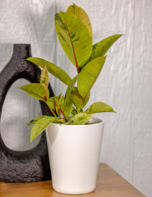 Chroma® Ghost Rider™ Rubber Plant (Ficus elastica)