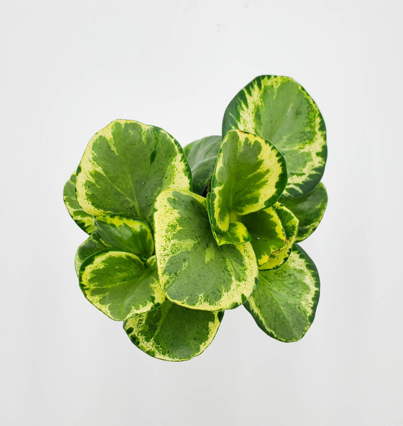 leafjoy littles™ Gold Dust™ (Peperomia obtusifolia) - New Proven Winners® Product 2024