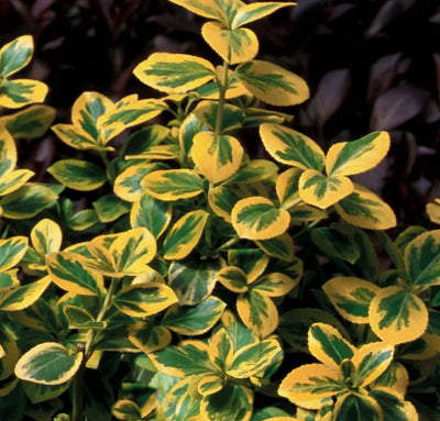 Gold Splash® Wintercreeper (Euonymus)