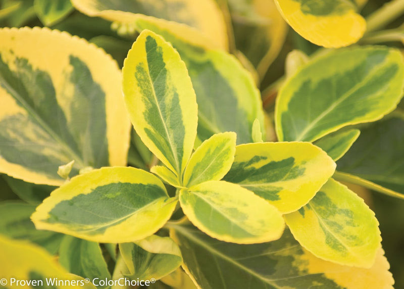 Gold Splash® Wintercreeper (Euonymus)