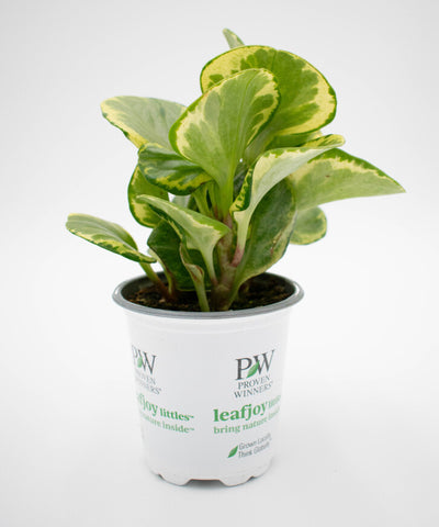 leafjoy littles™ Gold Dust™ (Peperomia obtusifolia) - New Proven Winners® Product 2024