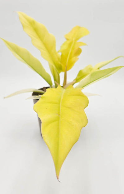 Prismacolor™ Golden Apple™  (Philodendron hybrid)