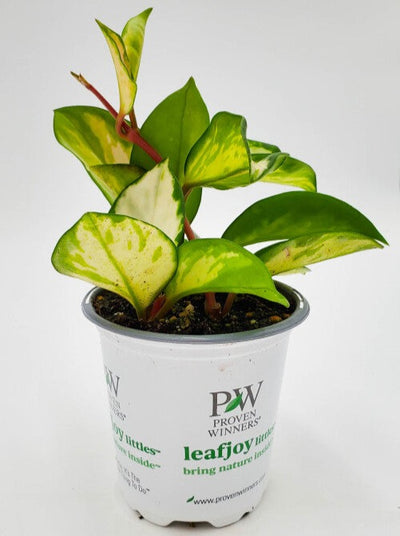 leafjoy littles™ Green Light Wax Vine (Hoya) - New Proven Winners® Product 2024